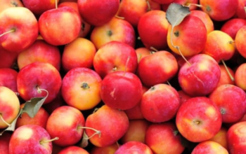facts about apple